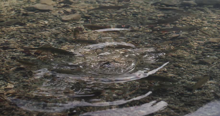 Fish quickly turn and come for food dropped in the clear river water
