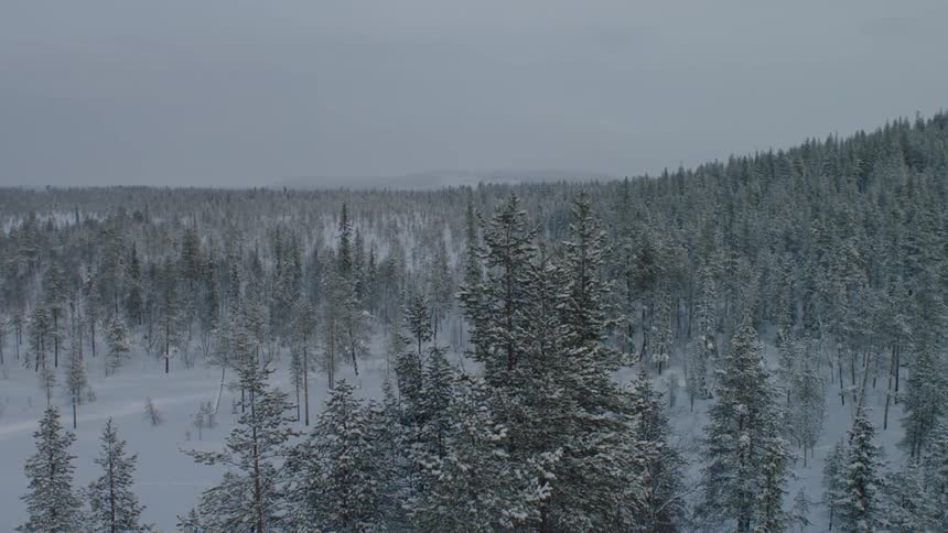 A snow covered forest on a winter day