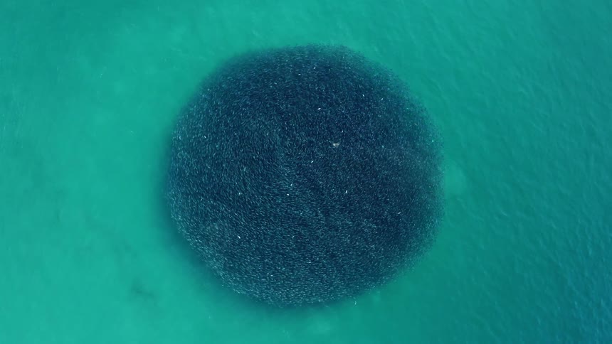 A school of fish appear as a dark circle in the ocean