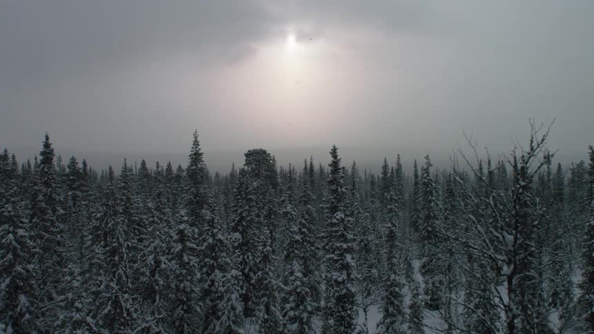 Snowy trees on a cloudy day
