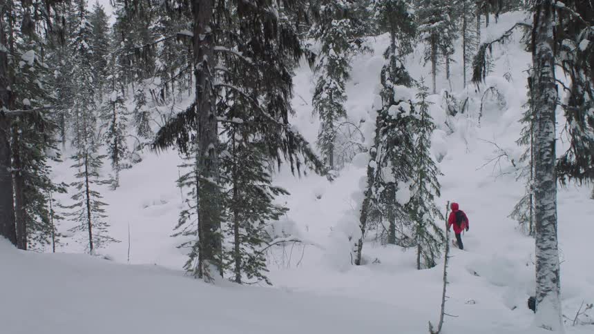A person wearing a red coat treks over snowy hills through the woods