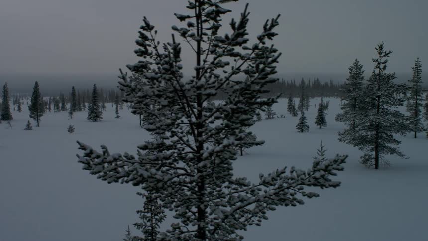 A field is covered with trees and snow