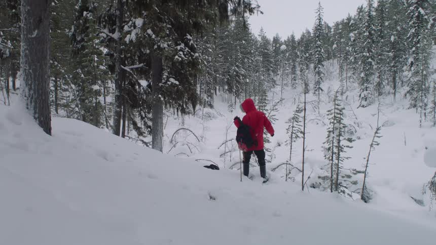 A person wearing a red coat stands on a snowy hill in the woods