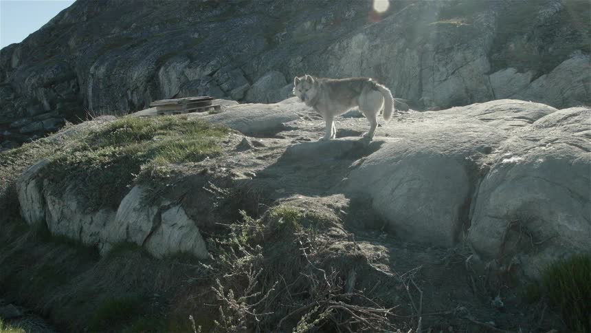 A wolf stands on a large rock