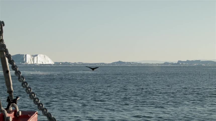 The tail of a whale breaks above the water in daylight