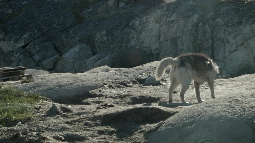 A lone wolf walks over a rock formation