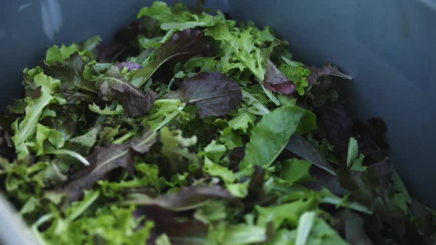 Leafy produce is dropped onto a pile of it in a bucket