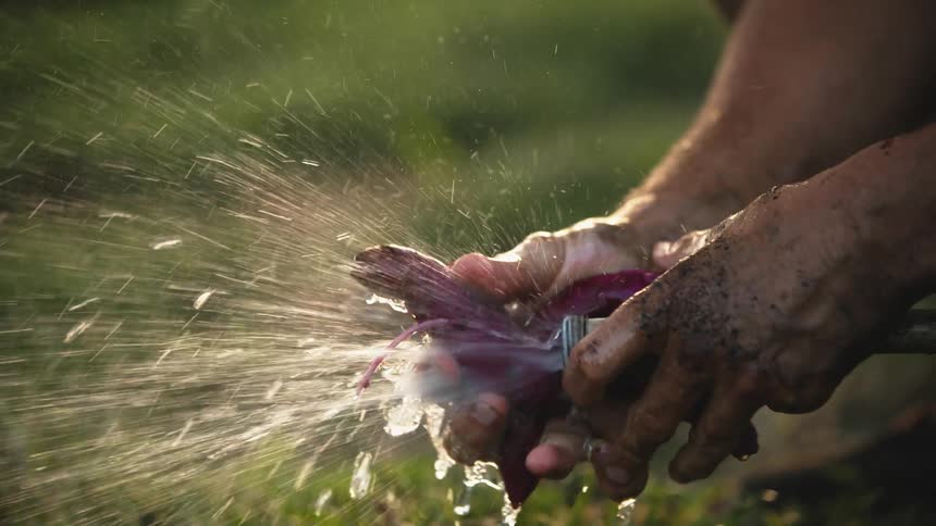 A man is washing off vegetables in his garden with a hose