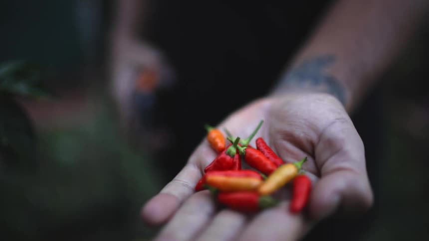 Farmer with a tattoo on his wrist opens his hand to reveal small peppers