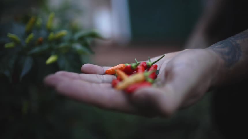 Man with a tattoo holds hot red peppers in his palm