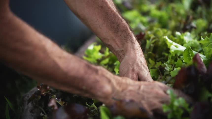 A man picks lettuce from an indoor garden