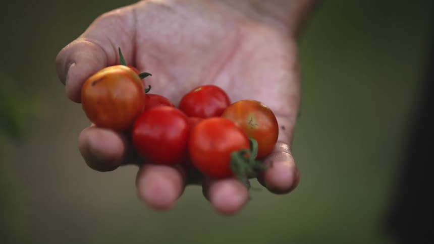 A man holds cherry tomatoes in his hand