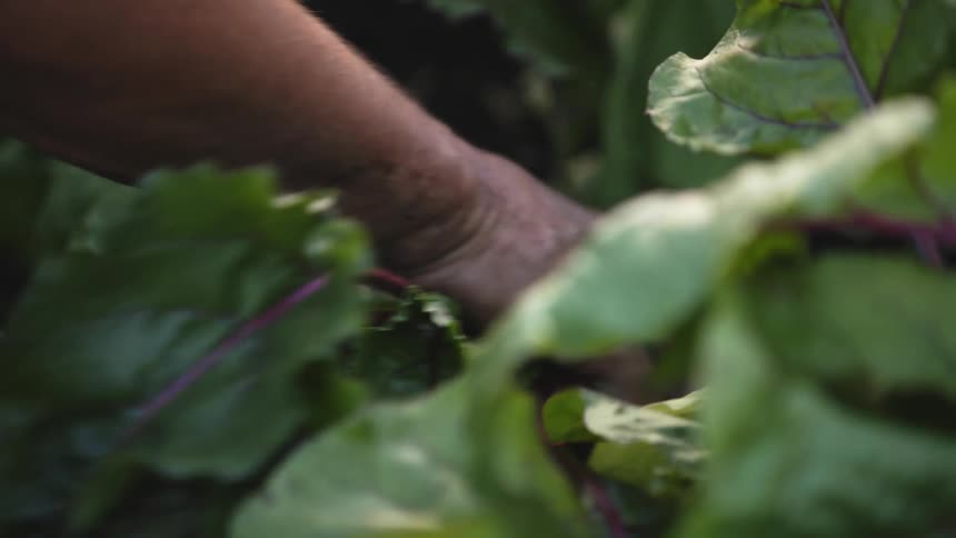Man pulls a beet plant from the ground