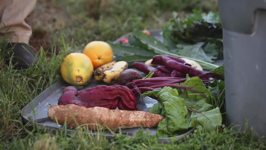 A man places root vegetables onto a tray placed on grass at a farm