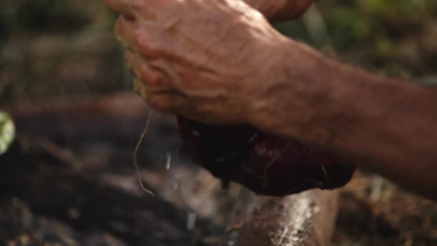 A man is in a garden and watering plants