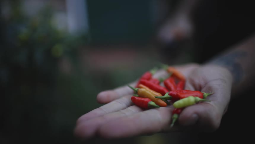 A farmer plucks some red pepper from the plant and shows the pepper to camera