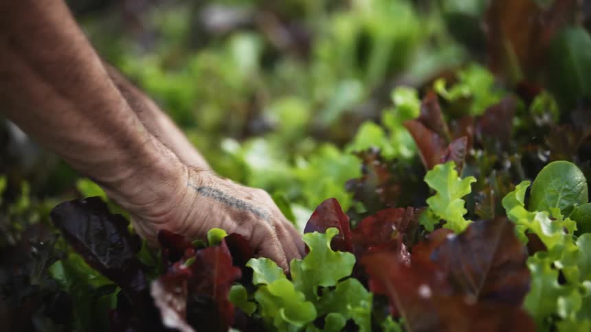A person in a garden cutting plants with a knife