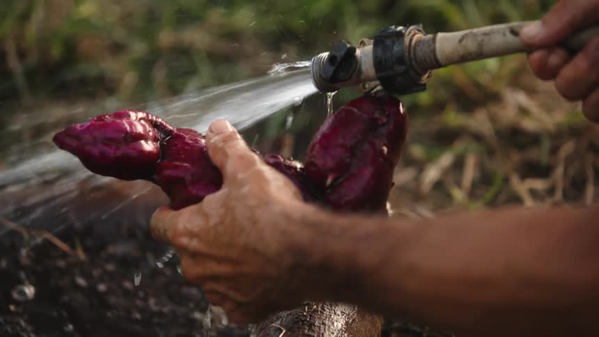 Man rinses off a vegetable from a garden with a hose