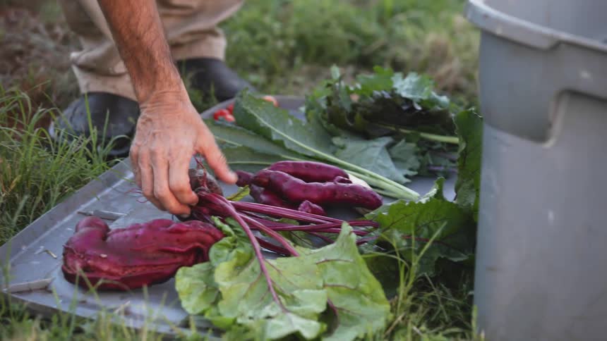 A man sets fruits and vegetables on a tray as he gardens outside