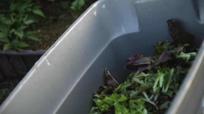 Man with black shorts and sleeveless shirt puts curly lettuce in wheelbarrow in the garden