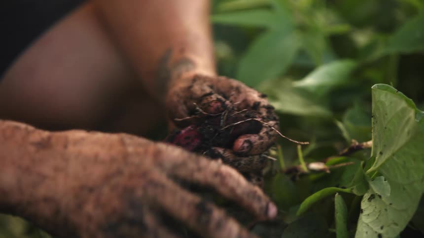 A person is picking vegetables outside