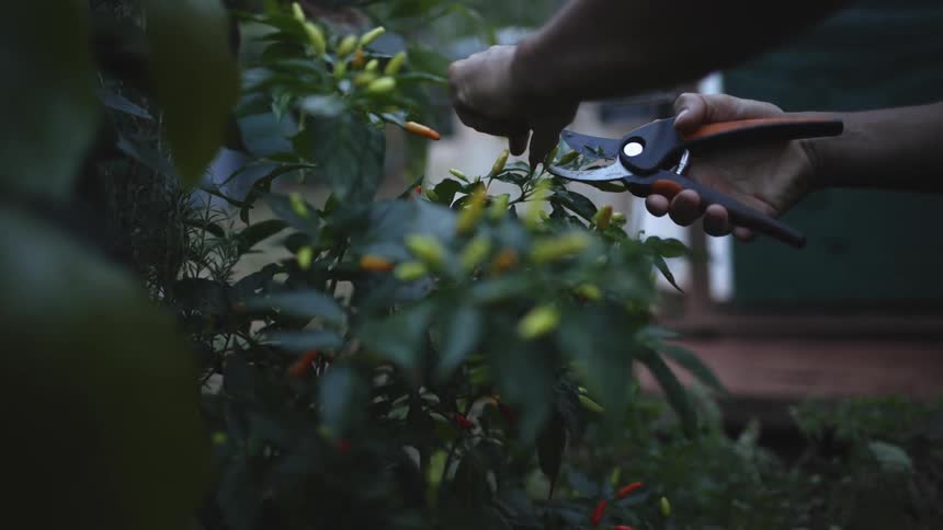 A person is clipping flowers in their garden