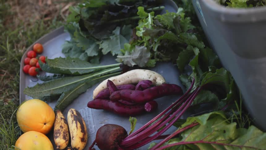 A shot of a bunch of vegtables