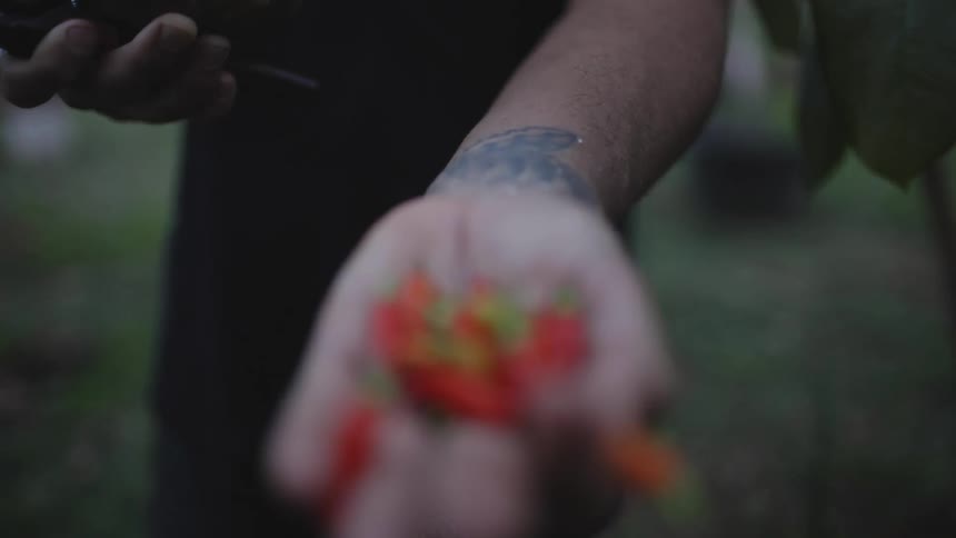 Man with necklace black sleeveless shirt holds small hot peppers in his palm in the garden