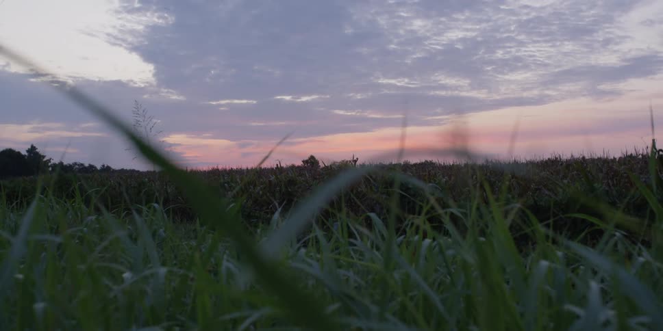 Crops in a field with trees in the distance