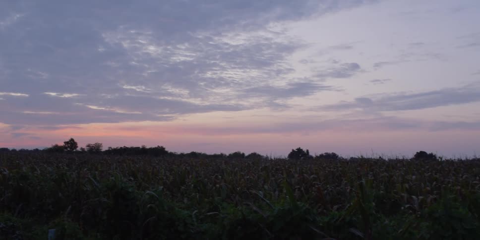 Cornfield with trees in the distance under a cloudy sky