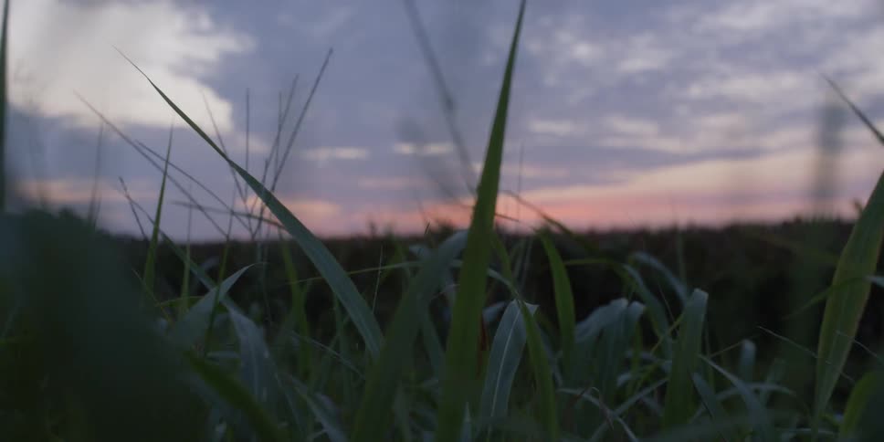 Close up view of grass and plants under a cloudy sky