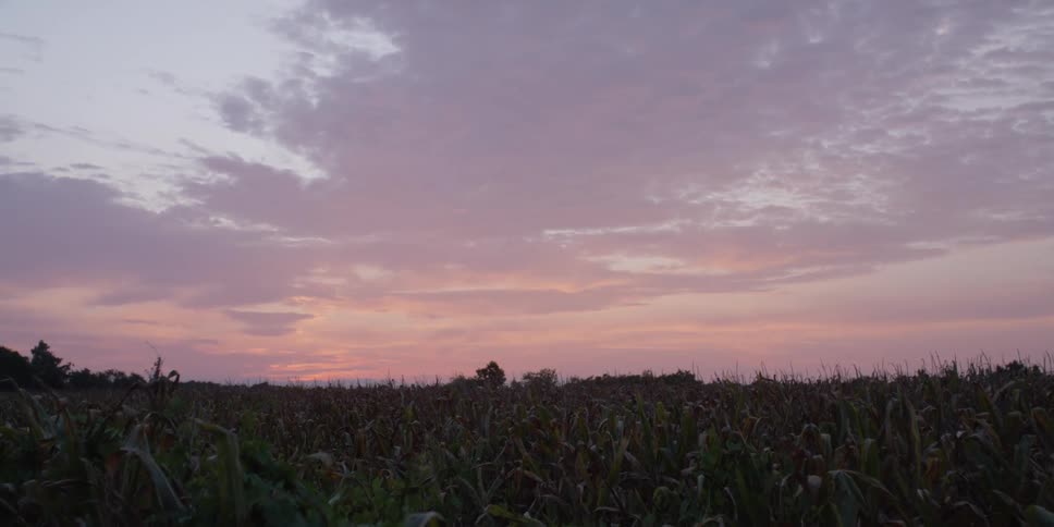 A view of pink sky over a field of corn at dusk