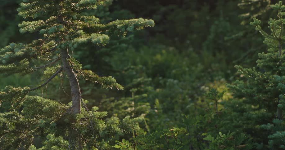 Swarms of mosquitoes fly around an alpine tree branch in the sunset light