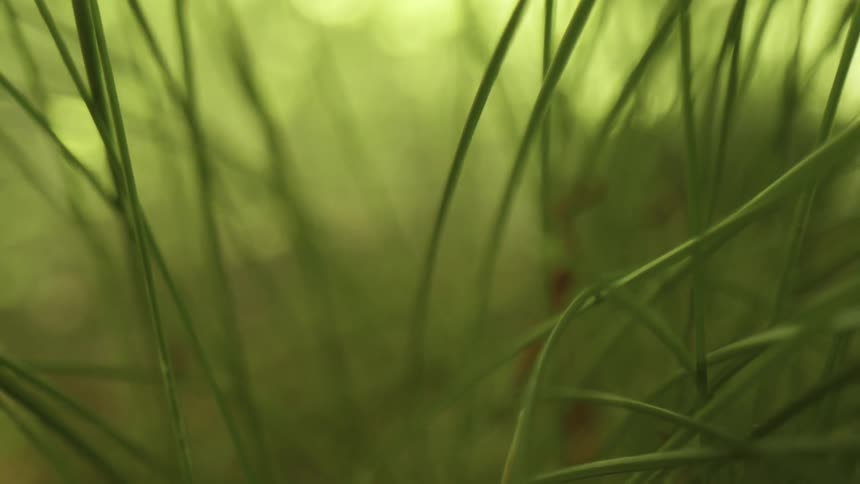 The blades of grass in the wind