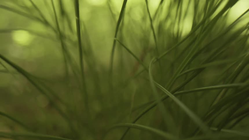 A view of a forest with grass on the ground