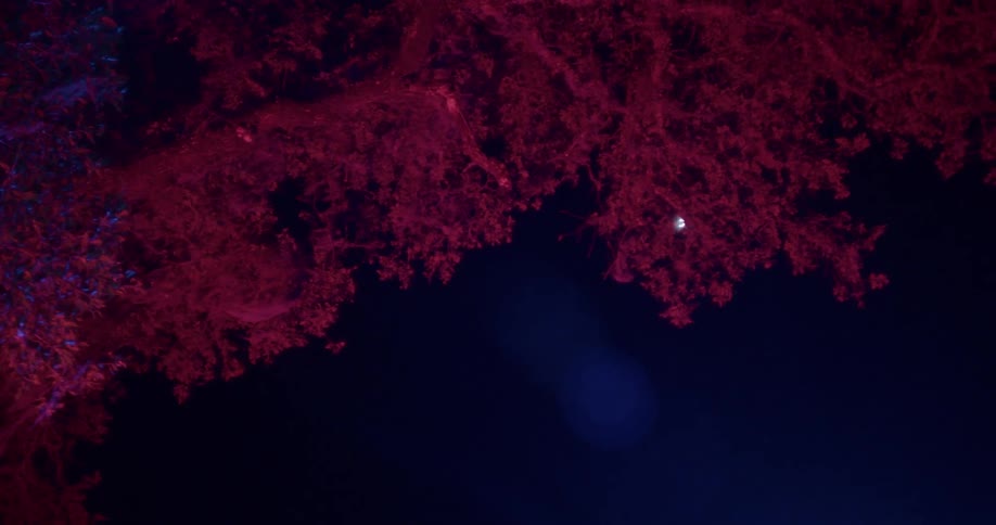 A view of a tree with red leaves on it at night