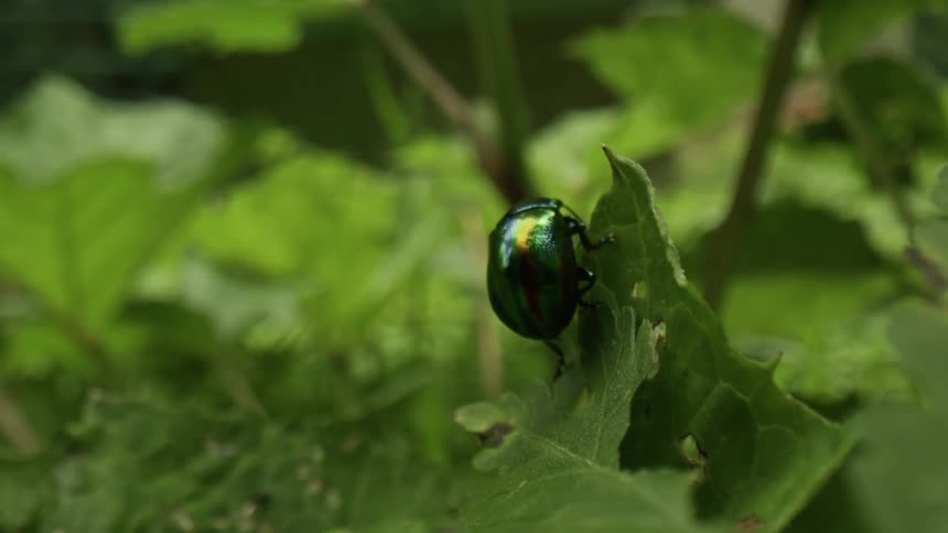 Iridescent beetle crawls between chewed leaves of plants as another smaller bug flies nearby