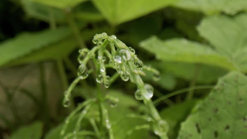 A view of dew drops on a plant outside