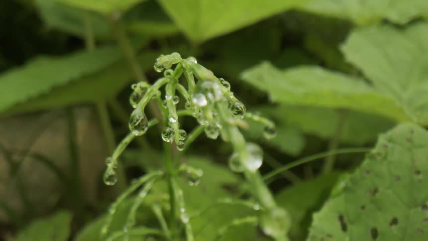A view of dew drops on a plant
