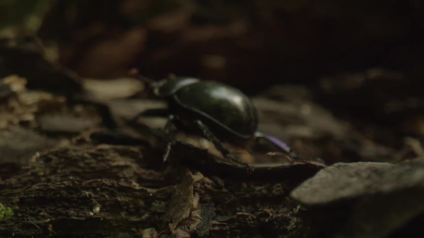 A beetle is crawling on the ground