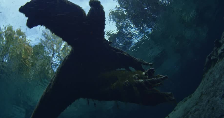 Underwater view of a moss covered object