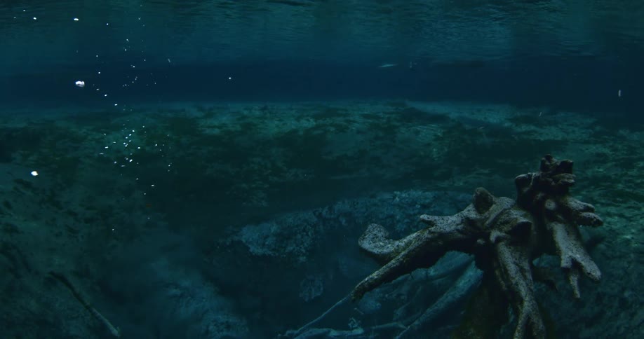 A school of small fish swim around in the dark waters