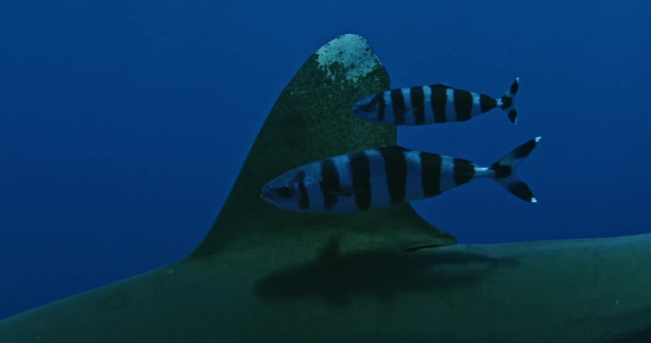 Fish swim near the fin of a large shark