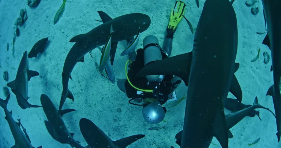 Scuba diver swimming amongst sharks