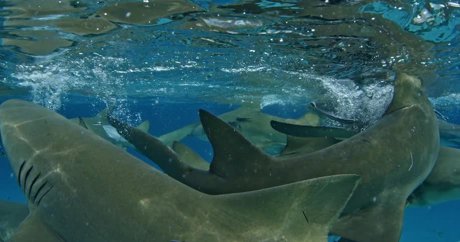 The waters are full of vicious sharks