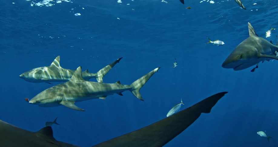 A group of sharks and fish swimming around