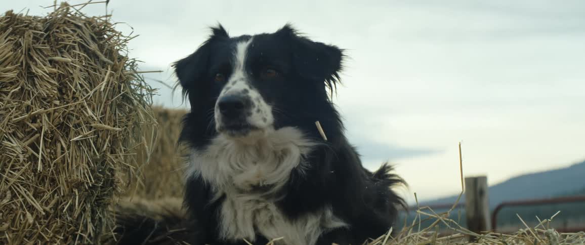 A Border Collie dog lays on a pile of straw with a gate behind him