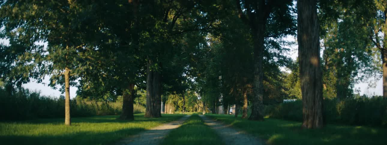 Tall trees lining a dirt path on a summer day