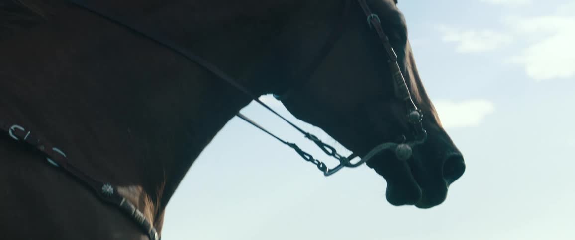 A reigned horse runs in a straight line