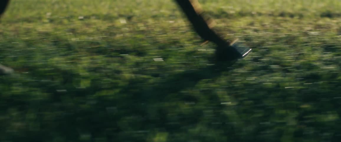Horse runs across mowed field bordered by trees